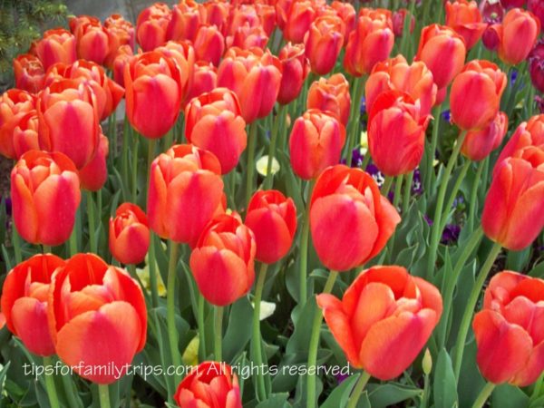 Tulip Festival, Thanksgiving Point