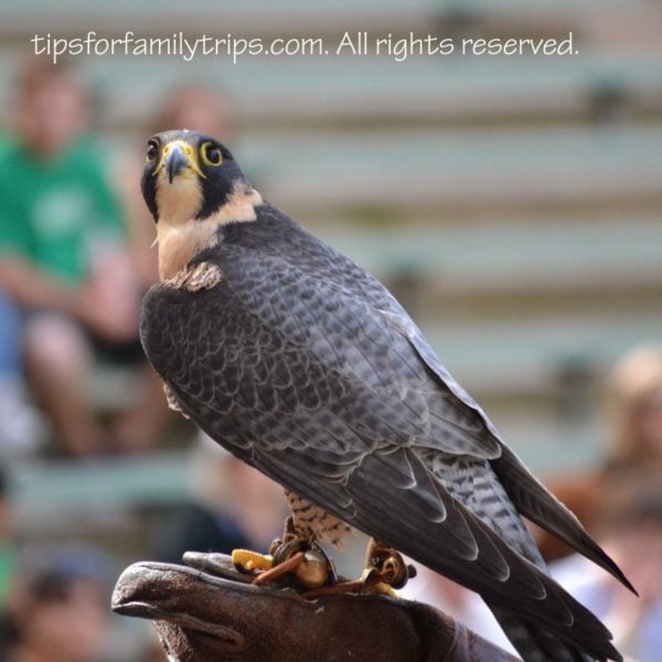 Safari Park Peregrine Falcon San Diego Zoo Safari Park
