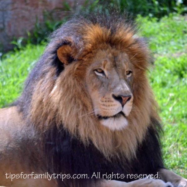 Safari Park Lion San Diego Zoo Safari Park