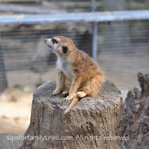 Safari Park Meercat San Diego Zoo Safari Park