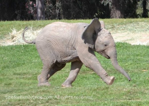 Safari Park Elephant San Diego Zoo Safari Park