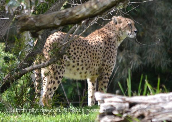 Safari Park Cheetah San Diego Zoo Safari Park