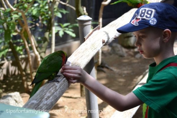 Safari Park Lorikeets San Diego Zoo Safari Park