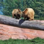 Tips for families at South Dakota's Bear Country U.S.A.