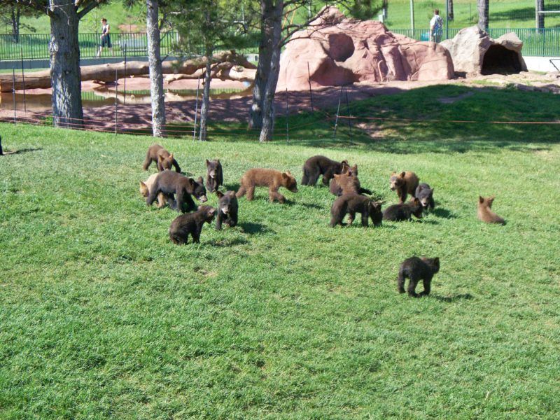 Tips for families at South Dakota's Bear Country U.S.A. It's on the way to Mount Rushmore from Rapid City! | tipsforfamilytrips.com | Black Hills | family vacation | road trip ideas | summer vacation | travel | bear cubs