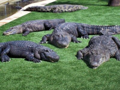 alligators at Reptile Gardens in South Dakota