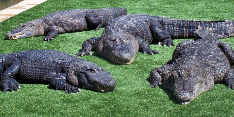 alligators at Reptile Gardens in South Dakota