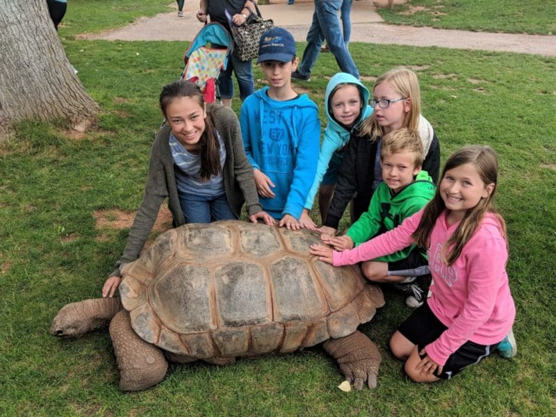giant tortoise at Reptile Gardens in South Dakota