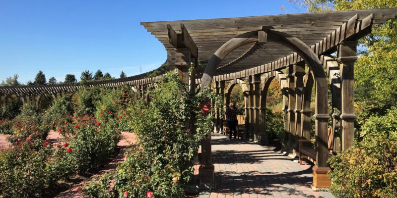 rose garden at Ashton Gardens, Thanksgiving Point, Lehi, Utah