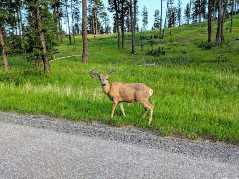 Picture of a deer in Custer