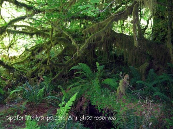 Hoh Rainforest, Olympic National Park Olympic National Park, national park fees