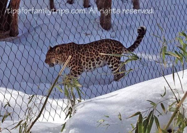 Amur Leopard Hogle Zoo, Zoo in Winter