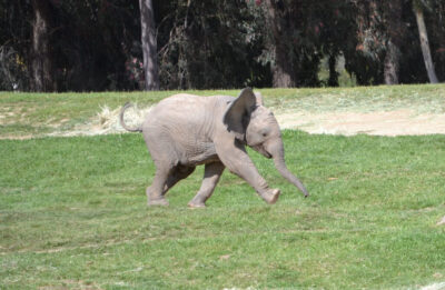 baby elephant at San Diego Zoo Safari Park in Escondido, California