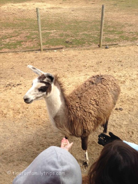 Reston Zoo