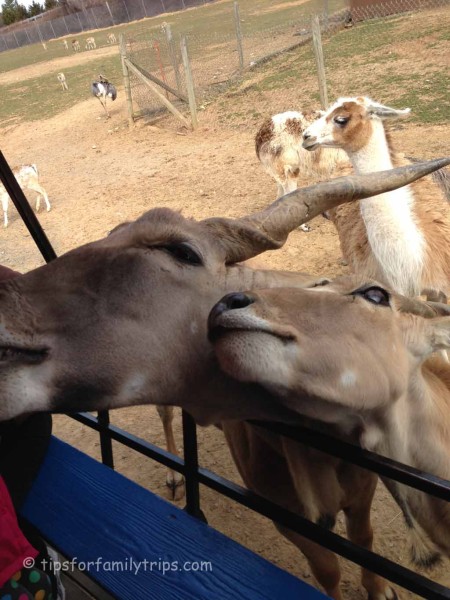 Reston Zoo