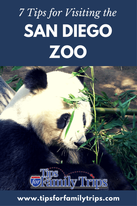 San Diego Zoo, panda, image for Pinterest