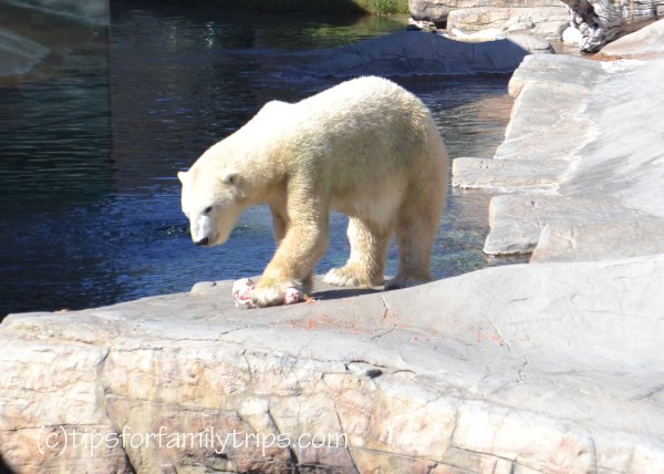 polar bear at San Diego Zoo