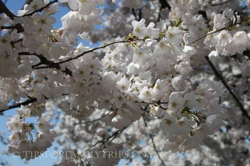 white blooms - national cherry blossom festival, washington dc