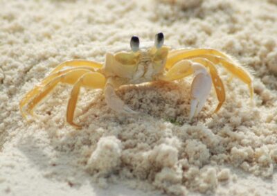 Have you tried ghost crab hunting? It's one of our family's favorite nighttime activities when we vacation on North Carolina's Outer Banks every year. It's an inexpensive catch and release activity that gets kids squealing with excitement! | tipsforfamilytrips.com | beach | travel | summer vacation