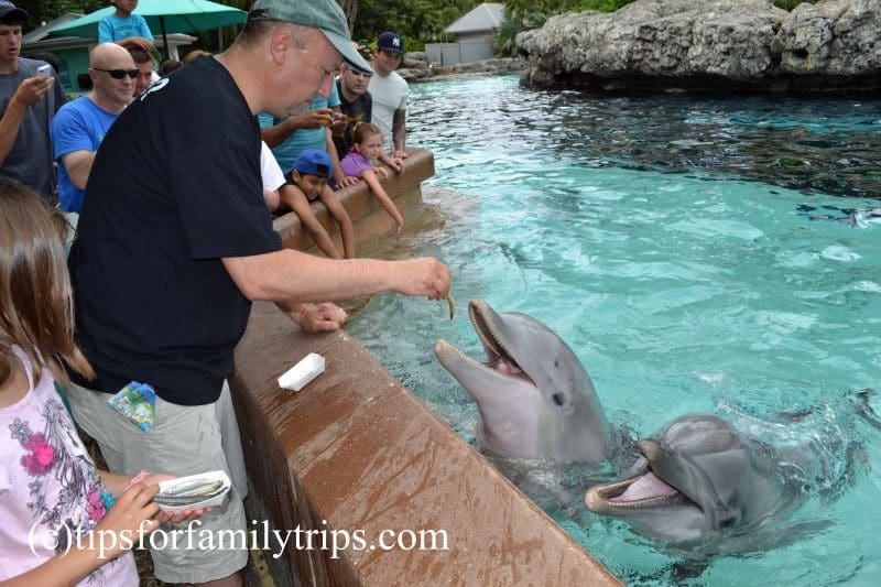 Tips for visiting SeaWorld Orlando through Make-A-Wish | tipsforfamilytrips.com