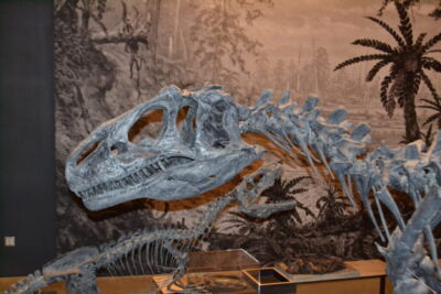 dinosaur skeleton - Natural History Museum of Utah