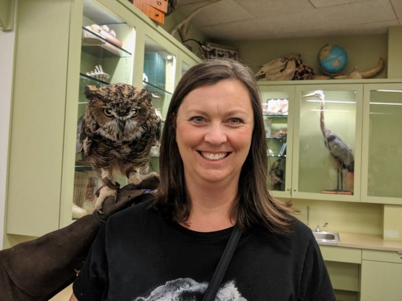 Live owl in a learning lab at Natural History Museum of Utah