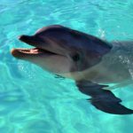 Tips for Visiting SeaWorld San Diego