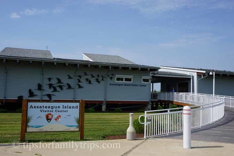 See Wild Ponies at Assateague Island National Seashore | tipsforfamilytrips.com