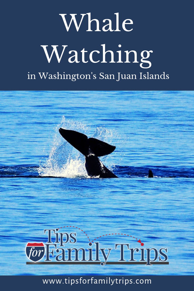 Whale Watching With San Juan Excursions - Tips For Family Trips