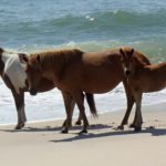 See Wild Ponies at Assateague Island National Seashore