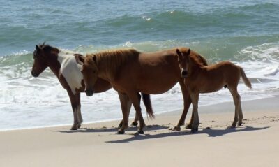 See wild horses at Assateague Island National Seashore | tipsforfamilytrips.com | Maryland | Virginia | camping | beach | summer vacation | family travel