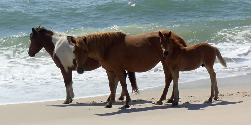 See wild horses at Assateague Island National Seashore | tipsforfamilytrips.com | Maryland | Virginia | camping | beach | summer vacation | family travel