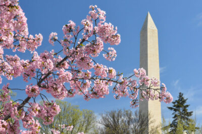 Tips for the National Cherry Blossom Festival in Washington D.C. | tipsforfamilytrips.com