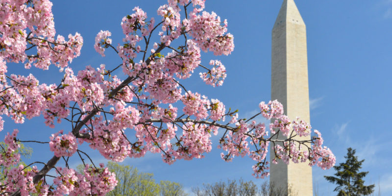 Tips for the National Cherry Blossom Festival in Washington D.C. | tipsforfamilytrips.com