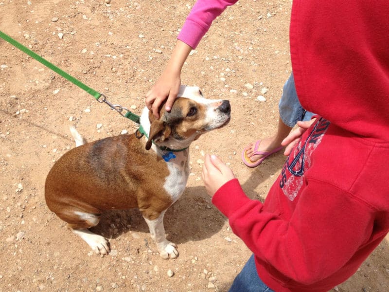 Are you ready for a life-changing vacation? Add Best Friends Animal Sanctuary in Kanab, Utah to your Zion National Park itinerary. They offer fun and free tours and volunteer opportunities for families | tipsforfamilytrips.com | Southern Utah | summer vacation
