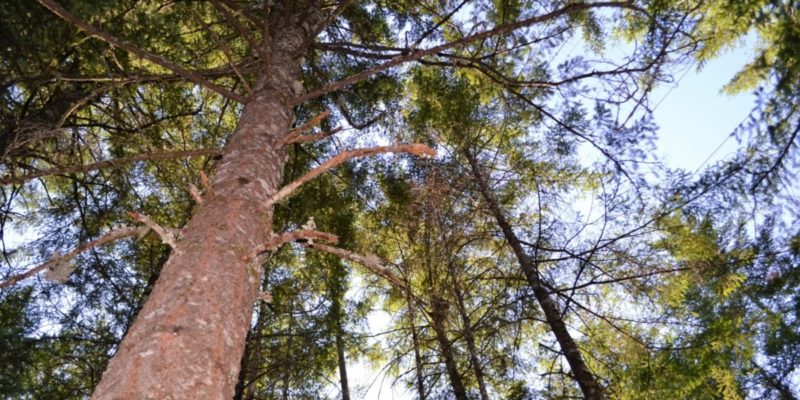 Tips for driving through North Cascades National Park in Washington | tipsforfamilytrips.com | things to do in Washington | summer vacation | outdoors | with kids | family vacation | road trip | Seattle