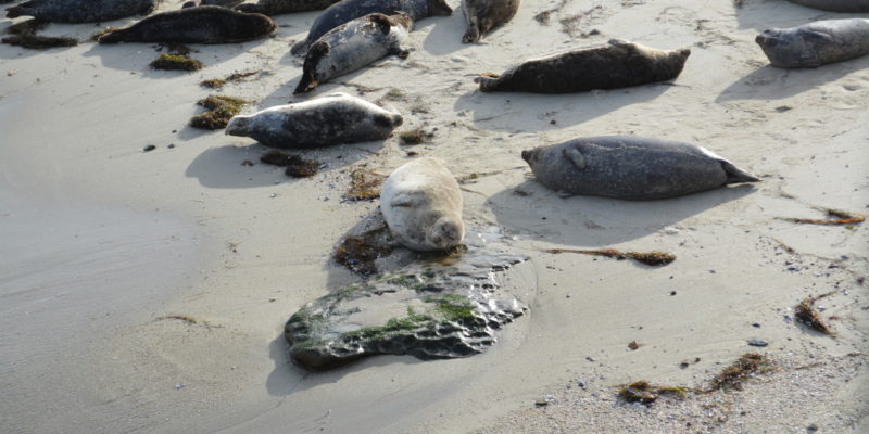 Want to see sea lions and seals on your San Diego vacation? They are easy to find if you know where to look. This post includes tips for visiting La Jolla Cove and taking a San Diego SEAL Tour. Both are fun activities for families who want to see wildlife in San Diego. | tipsforfamilytrips.com | spring break | travel | summer vacation | San Diego with kids | California | Southern California