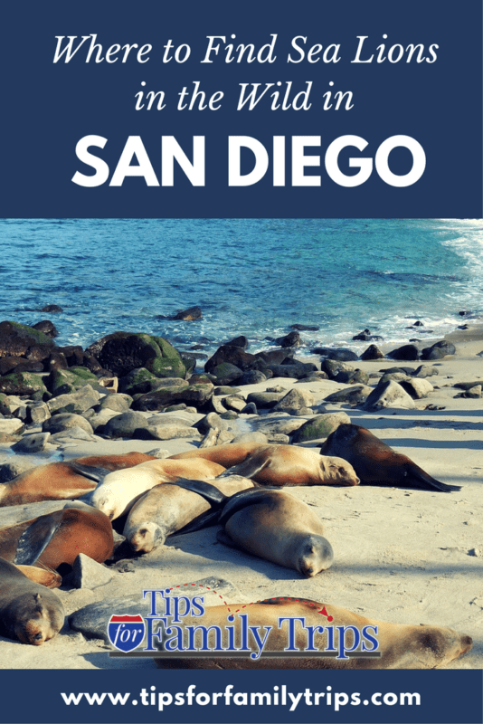 Want to see sea lions and seals on your San Diego vacation? They are easy to find if you know where to look. This post includes tips for visiting La Jolla Cove and taking a San Diego SEAL Tour. Both are fun activities for families who want to see wildlife in San Diego. | tipsforfamilytrips.com | spring break | travel | summer vacation | San Diego with kids | California | Southern California