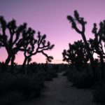 5 Expert Tips for Visiting Joshua Tree National Park with Kids