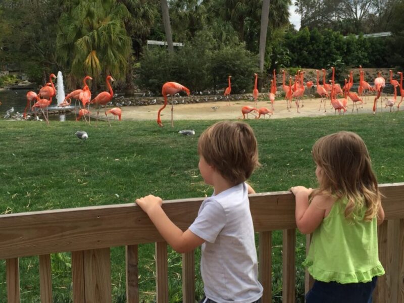 5 tips for making the most of your day at Busch Gardens Tampa Bay with young children | tipsforfamilytrips.com | family travel | summer vacation | spring break | Florida | vacation ideas