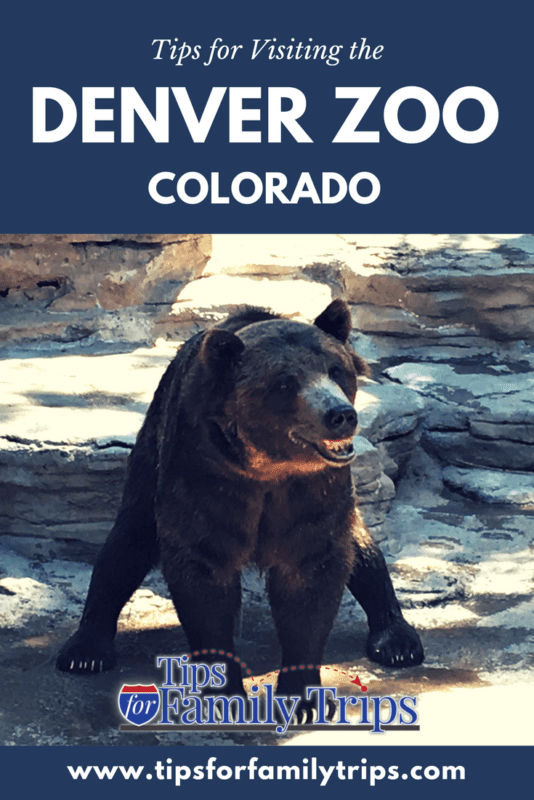 Image with photo and text. Photo of smiling bear at Denver Zoo. Text: Tips for visiting the Denver Zoo - Colorado