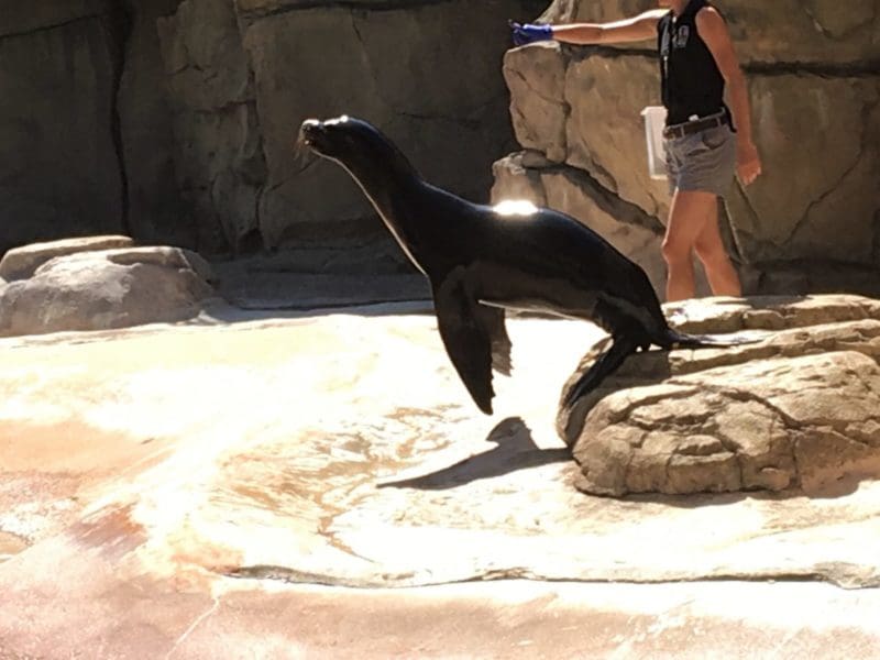 Tips for making the most of your day at the Denver Zoo | tipsforfamilytrips.com | Colorado | baby gorilla | things to do in Denver | family vacation ideas | spring break | summer vacation