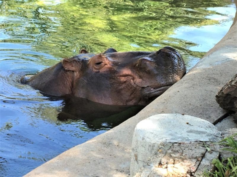 Tips for making the most of your day at the Denver Zoo | tipsforfamilytrips.com | Colorado | baby gorilla | things to do in Denver | family vacation ideas | spring break | summer vacation