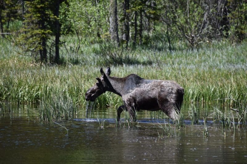 moose at Grand Teton National Park