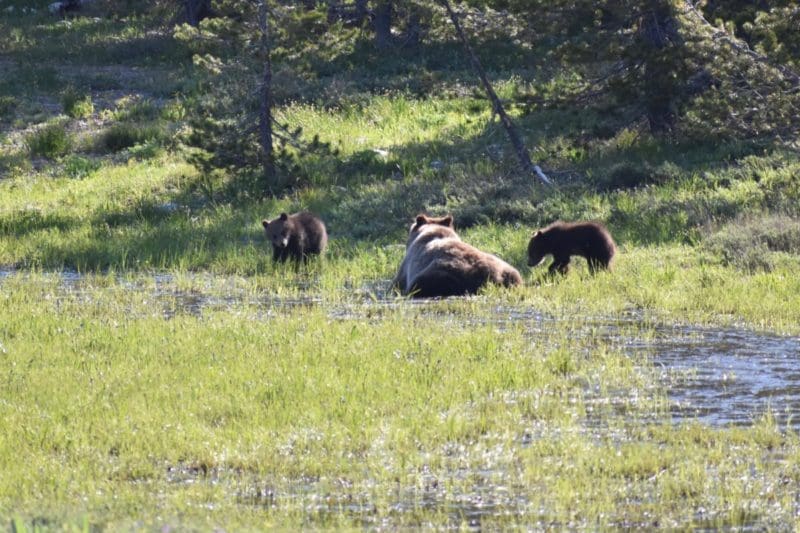 Bear with cubs at Grand Teton National Park