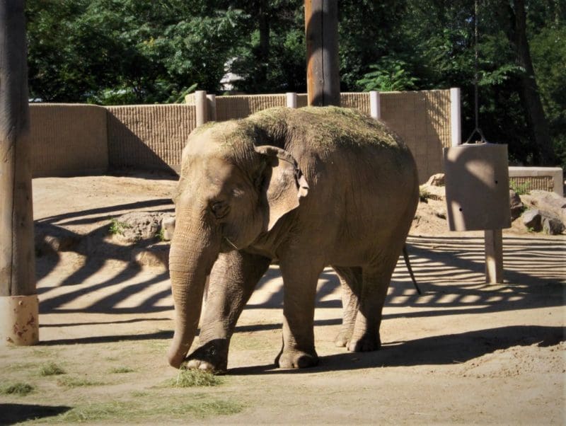 Elephant at Denver Zoo - Things to do in Denver with Kids