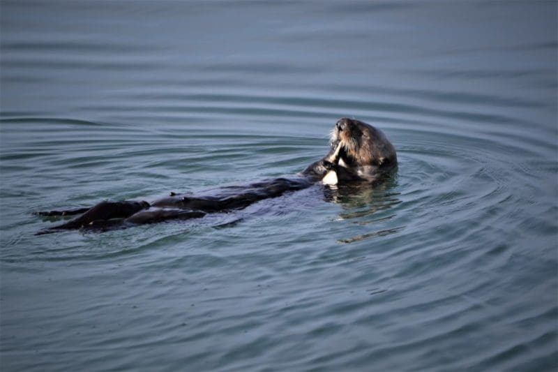 otter in Morro Bay