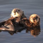 6 Ways to See Otters in Morro Bay