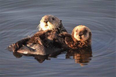 mother and baby otter in Morro Bay, California - Otters in Morro Bay