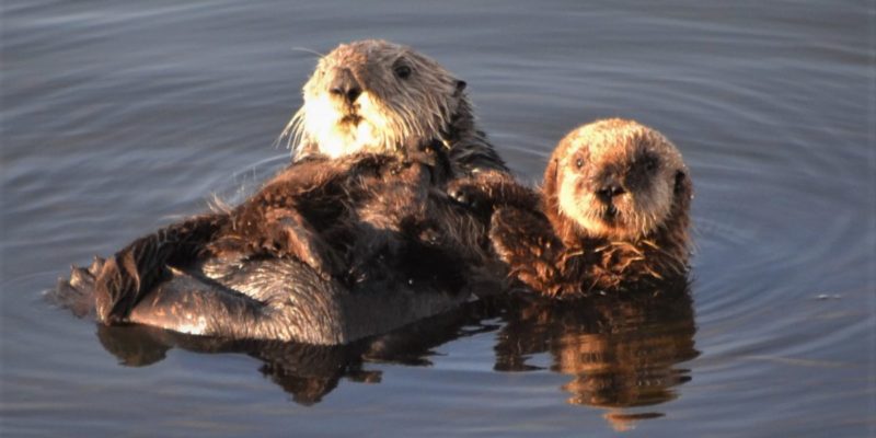 mother and baby otter in Morro Bay, California - Otters in Morro Bay